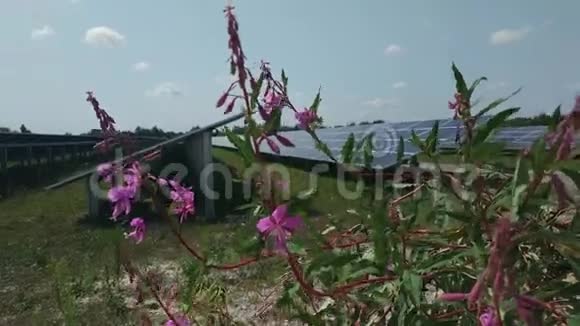 有天空绿色草地和浮萍花的太阳能电池板视频的预览图