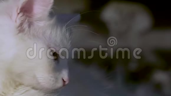 黄色眼睛的猫闭上了微光视频的预览图