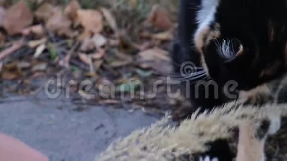 可爱的五彩猫坐在地上毛茸茸的宠物看起来很不高兴视频的预览图