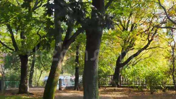 靠近一棵秋树秋天就要来了视频的预览图