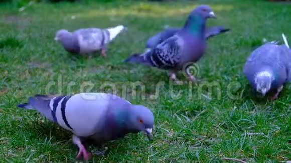 野鸽子在城市花园里觅食视频的预览图