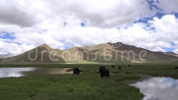 西藏山区的山谷里有家养的牦牛牧场视频的预览图