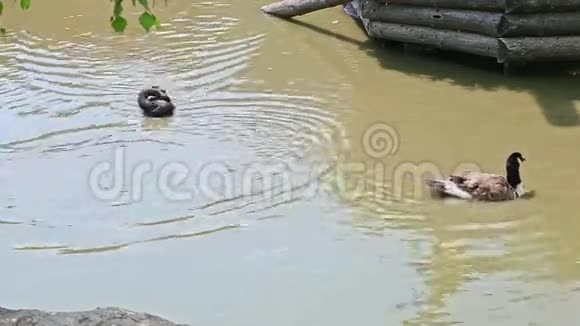 黑天鹅和两只鸭子游泳清理羽毛视频的预览图