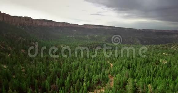 大峡谷底部茂密的绿色松林的鸟瞰图视频的预览图