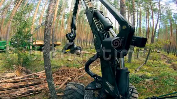 松树树干被机械加工和切碎砍伐森林的概念视频的预览图