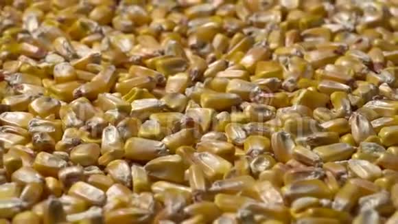 玉米粒轮作玉米粒的全框架视频的预览图