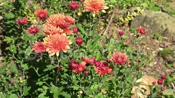 室外花园的菊花视频的预览图