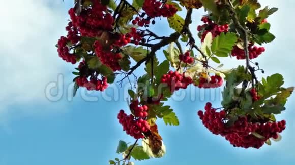 罗文浆果蓝天慢动作罗万计划树枝红色浆果移动视频的预览图