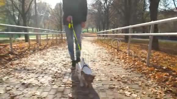 狗和女孩一起走路试图扯掉树叶间的皮带视频的预览图