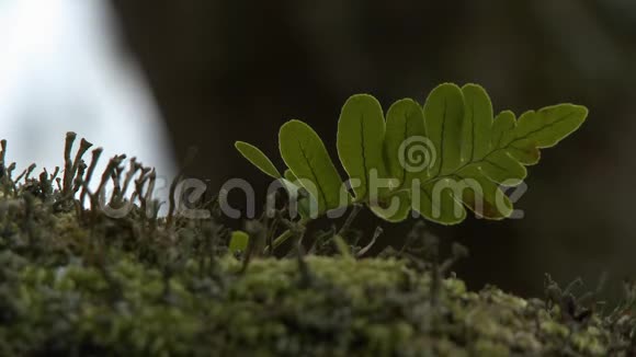 青苔岗附近的一种小蕨类植物视频的预览图