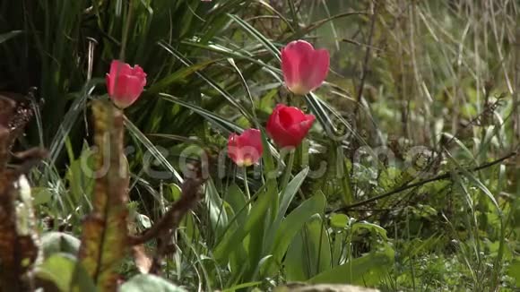 花园里的四朵红色郁金香视频的预览图