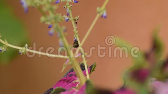 蜜蜂在一朵小花上从花飞到花视频的预览图