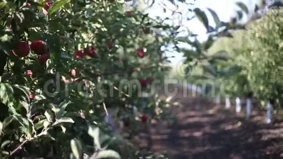 秋日晴日红苹果树园特写视频的预览图