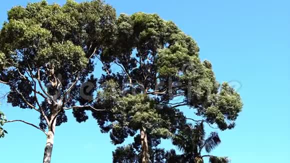 在夏日的蓝天背景下蚂蚁雨林中大树树枝从高风吹过视频的预览图