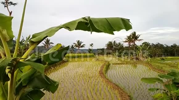 香蕉树被树叶吹动视频的预览图
