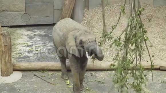 动物园里的小象吃一根多汁的绿色树枝视频的预览图