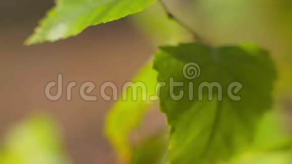 枝干的近处鲜艳的绿叶在风中摆动视频的预览图