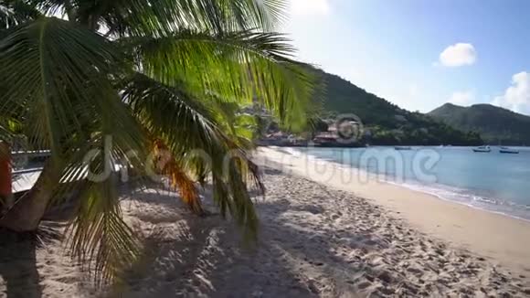 马提尼克岛沙滩棕榈和太阳加勒比海滩景观4K视频视频的预览图