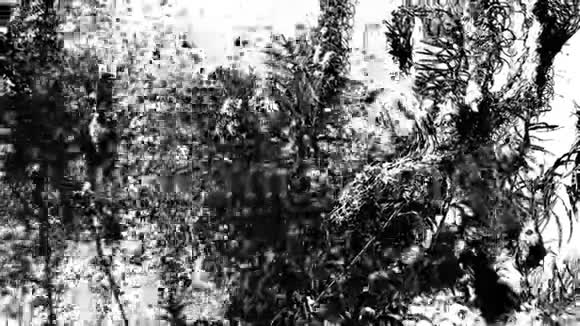 从柳树上飞来的绒毛云单色视频视频的预览图