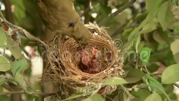 新出生的鸟窝在巢里羽毛翅膀生长故事新出生的灯泡鸟在泰国看到视频的预览图