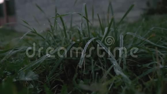 雨天绿草如茵慢动作视频的预览图