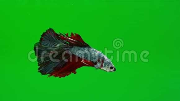 活力四射的暹罗斗鱼Betta的超级慢动作著名的名字是泰国普拉卡特Betta是一个物种视频的预览图