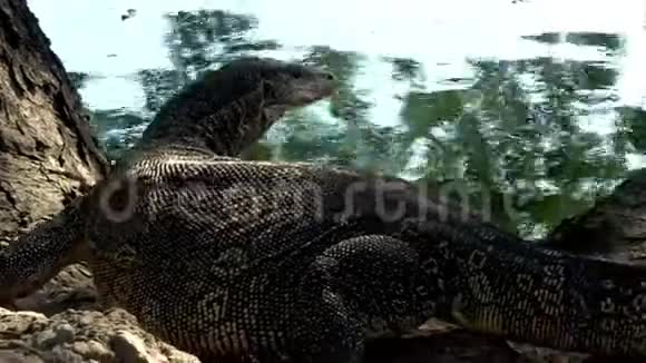 亚洲监控蜥蜴爬在公园的水池旁视频的预览图