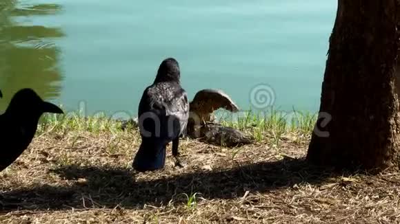 乌鸦和水监测员争夺食物视频的预览图