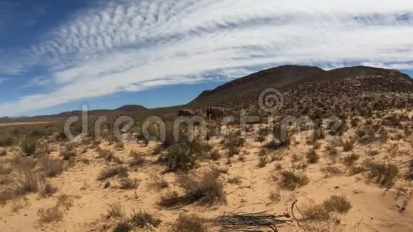 两头非洲大象在狩猎游戏中行走带动野生动物观看视频的预览图