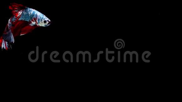 活力四射的暹罗斗鱼Betta的超级慢动作著名的名字是泰国普拉卡特Betta是一个物种视频的预览图