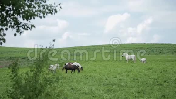 美丽的马在绿色的田野里吃草背景上美丽的天空视频的预览图
