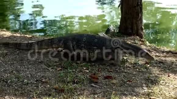 亚洲监控蜥蜴爬在公园的水池旁视频的预览图