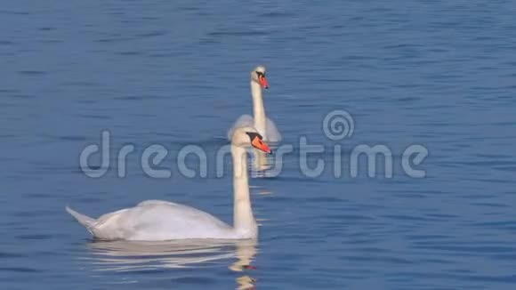 晨湖中的白色天鹅清澈美丽的风景视频的预览图