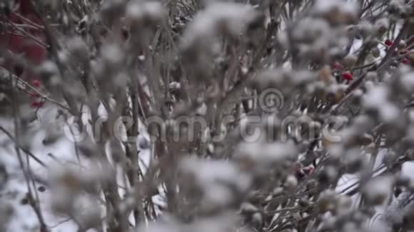 在模糊的背景下前景中覆盖着雪的灌木丛的树枝雪日冬季天气视频的预览图