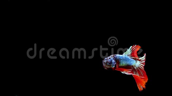 活力四射的暹罗战鱼贝塔煌煌著名的名字是泰国普拉卡特视频的预览图