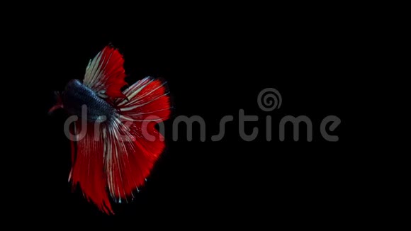 超级慢动作的红色暹罗鱼贝塔众所周知的名字是普拉卡特泰语视频的预览图