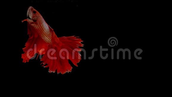 超级慢动作的红色暹罗鱼贝塔众所周知的名字是普拉卡特泰语视频的预览图