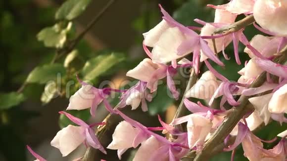 有天然香味的生动花朵视频的预览图