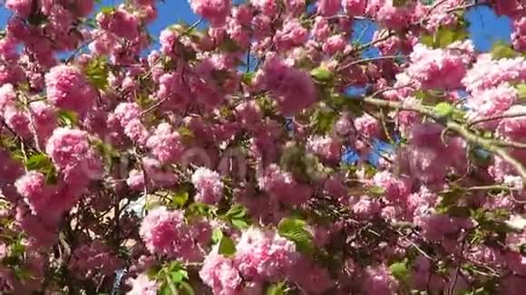 微风中的关赞樱桃花视频的预览图