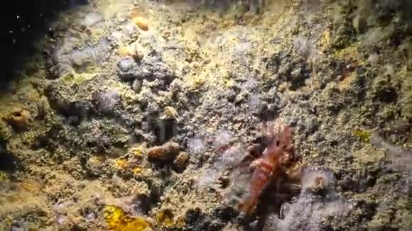 保加利亚水下洞穴红洞虾视频的预览图