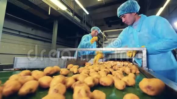 农业工人正在工厂里切土豆视频的预览图