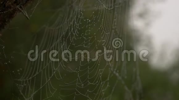 蜘蛛网和露水视频的预览图