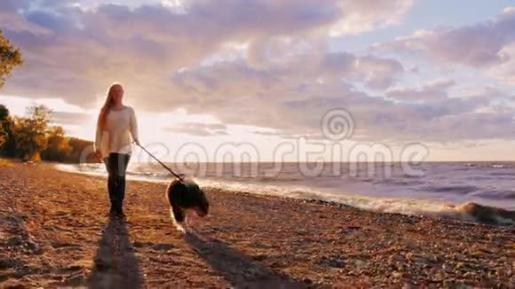 和狗在夕阳下散步年轻女子在湖边或海边被澳大利亚牧羊犬拴住视频的预览图