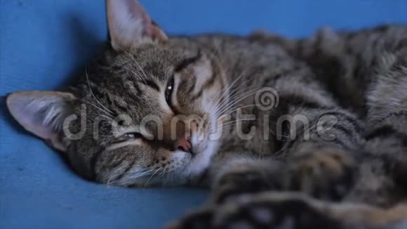 睡纹灰猫躺在蓝色格子上视频的预览图