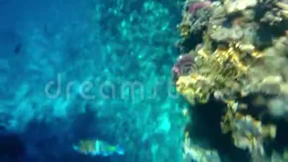 在珊瑚礁里游泳的五颜六色的热带小鱼视频的预览图