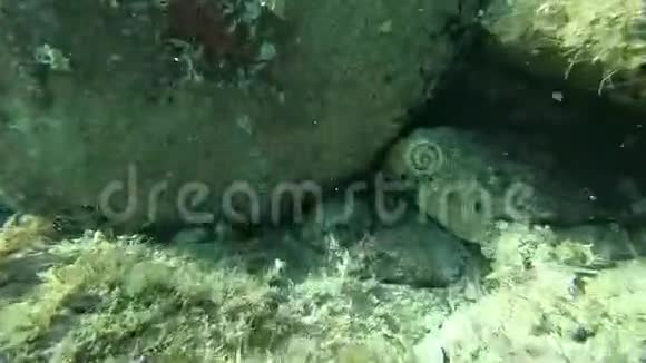 一只红色海星附着在岩石上的水下镜头视频的预览图