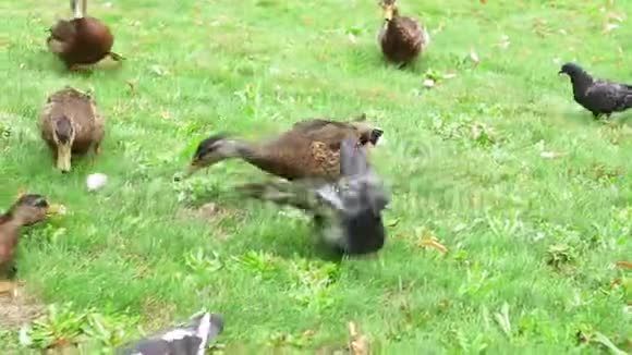 草地上的棕色鸭子视频的预览图