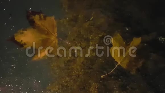 秋架两片黄色的枫叶趴在汽车的挡风玻璃上下雨的夜晚水滴和黄叶掉落视频的预览图