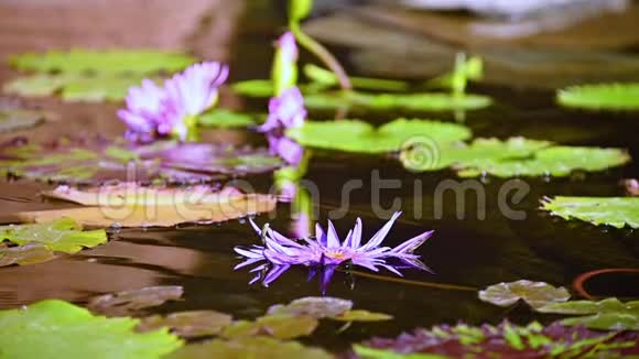 美丽的紫色睡莲被水的涟漪包围着视频的预览图