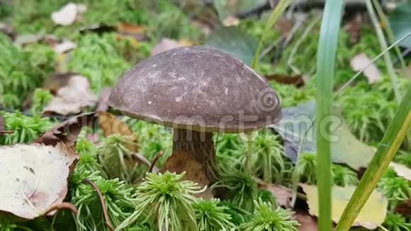 美丽整齐的大蘑菇牛肝菌背景上美丽的鲜绿苔藓秋天的森林蘑菇采摘视频的预览图